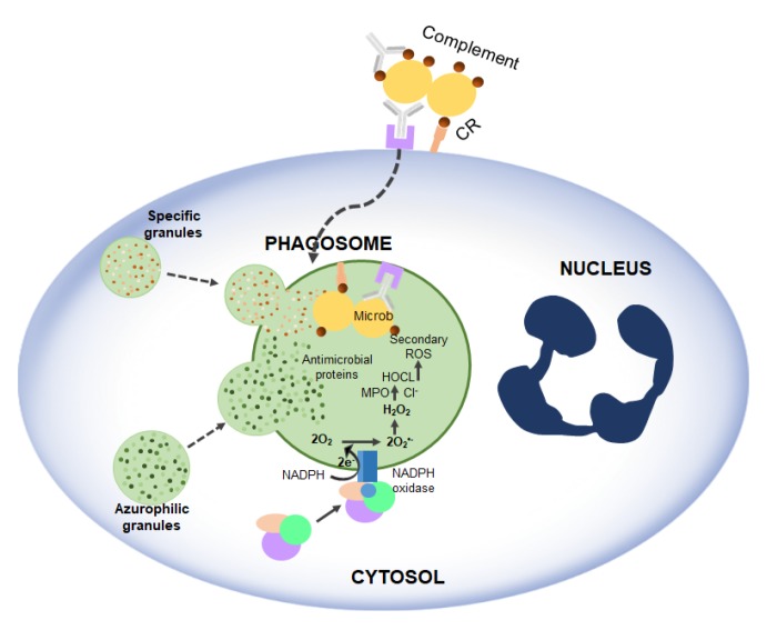 Figure 5