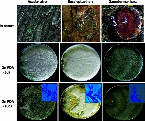 Fig. 1