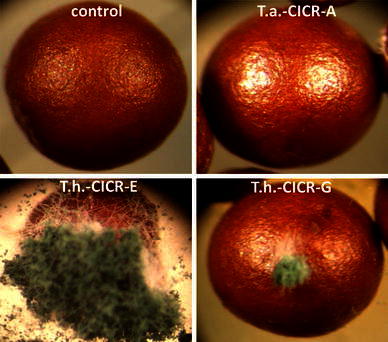 Fig. 4