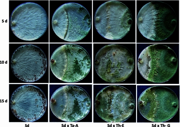 Fig. 3