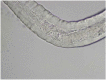 Supplemental Fig. 9