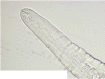 Supplemental Fig. 8