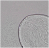 Supplemental Fig. 7