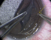 Supplemental Fig. 5