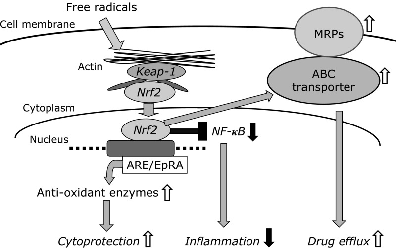 Fig. 1