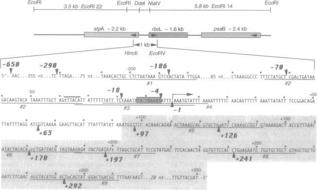 graphic file with name pnas01145-0071-a.jpg