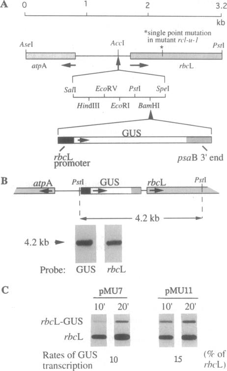 graphic file with name pnas01145-0072-a.jpg