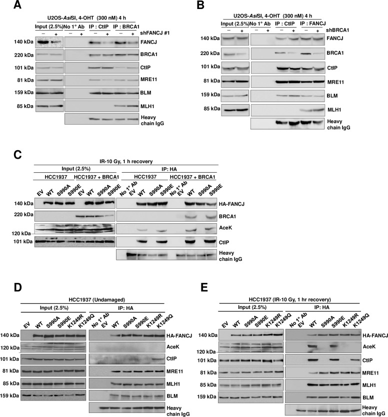 Fig 7