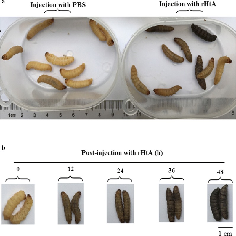 Fig. 7