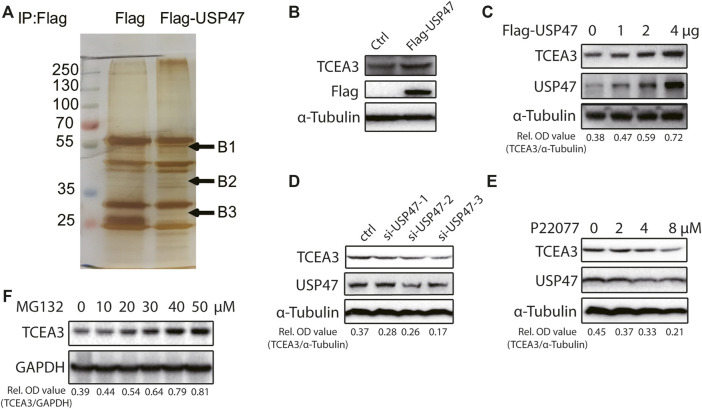 FIGURE 3