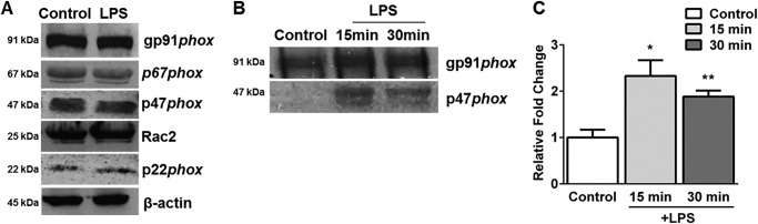 FIGURE 5.