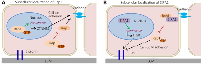 Subcellular localization of Rap1 (A) and SIPA1 (B) contributes to their distinct functions within a cell.