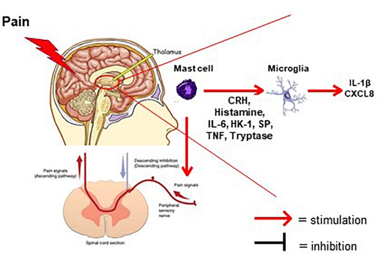 FIGURE 1