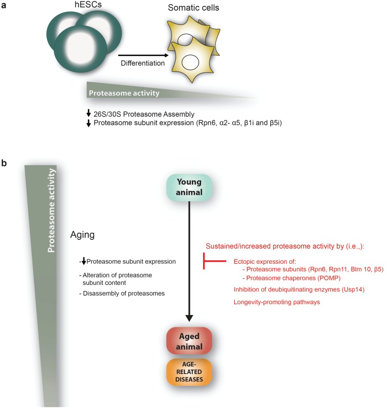 Fig. (2)