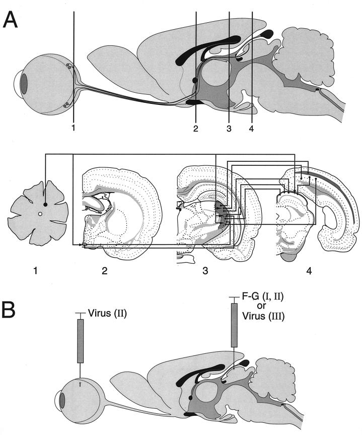 FIG. 1