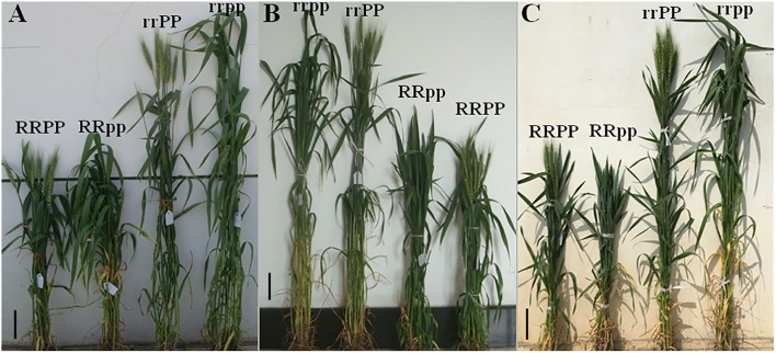 FIGURE 3