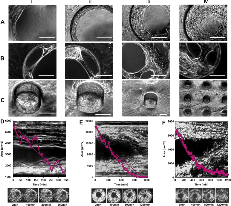 Fig. 7