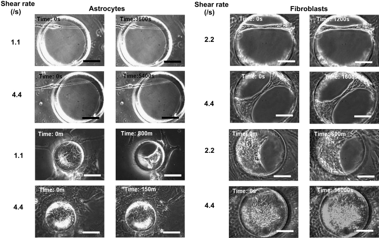 Fig. 8