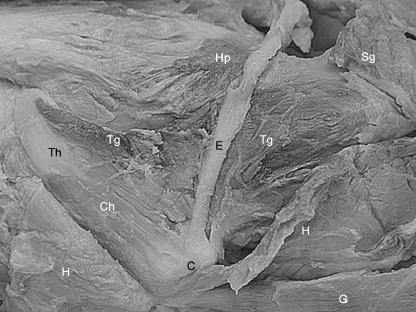 Fig. 18