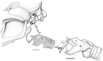 Fig. 21