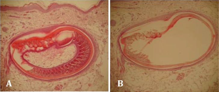 Fig.2