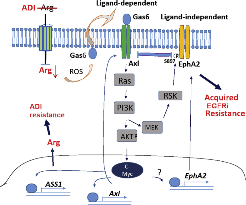 Figure 7