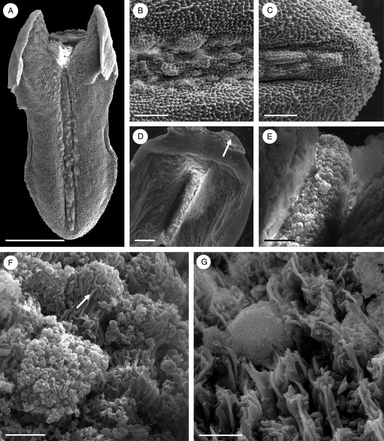 Fig. 10.