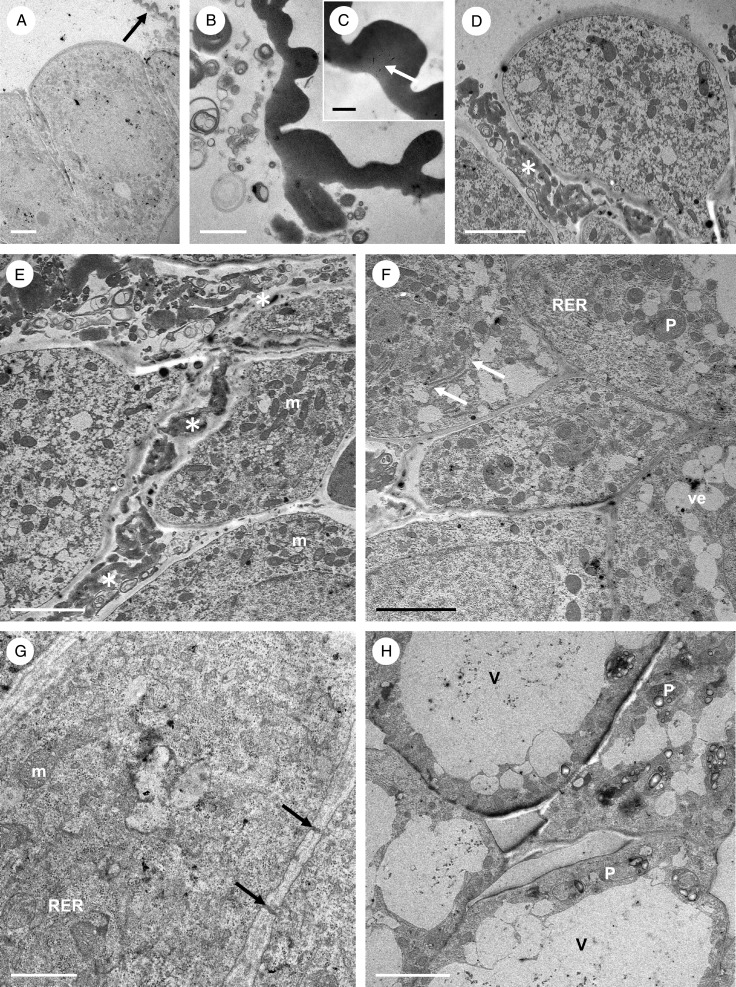 Fig. 14.