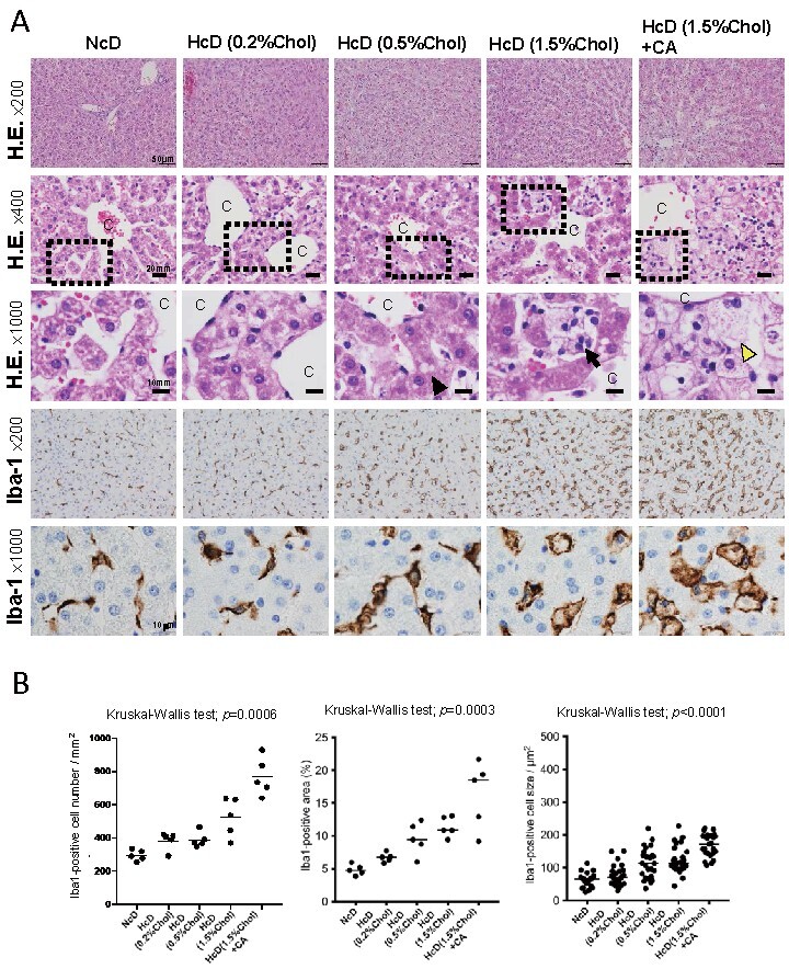 
Fig.1. Changes in the pathological findings and the number of macrophages in the liver specimens of Microminipigs
TM
(µMPs)
