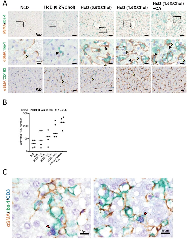 Fig.4. Changes in the density and morphology of macrophages and activated hepatic stellate cells (HSCs), and the microenvironment in NASH-like liver specimens of µMPs