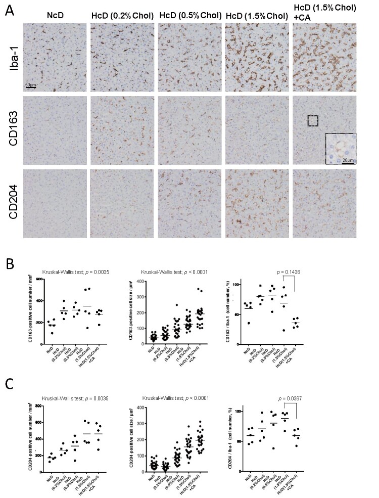 Fig.2. Changes in the density and morphology of CD163-positive macrophages and CD204-positive macrophages in the liver specimens of µMPs