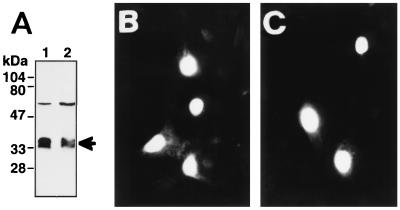 FIG. 9