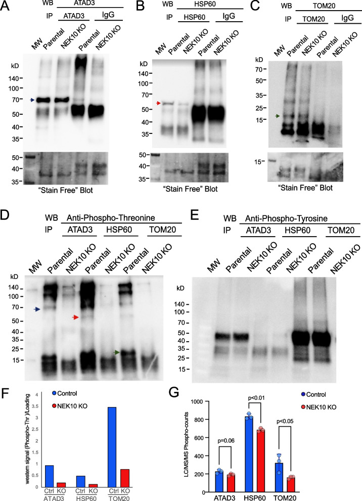 Fig. 7