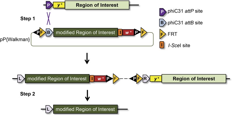 Figure 2 