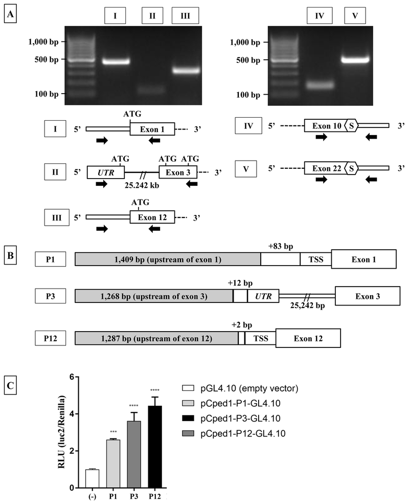 Figure 2: