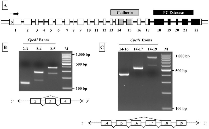 Figure 1: