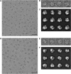 Figure 1—figure supplement 1.