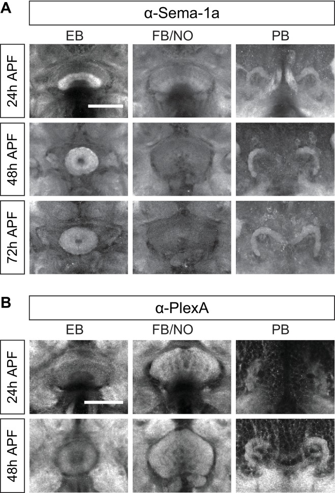 Figure 3—figure supplement 1.