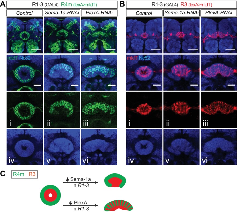 Figure 4—figure supplement 2.