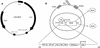 FIG. 1.