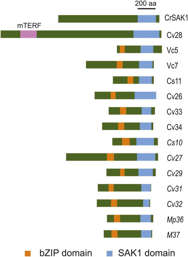 Figure 5.