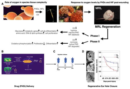 graphic file with name nihms948653u1.jpg