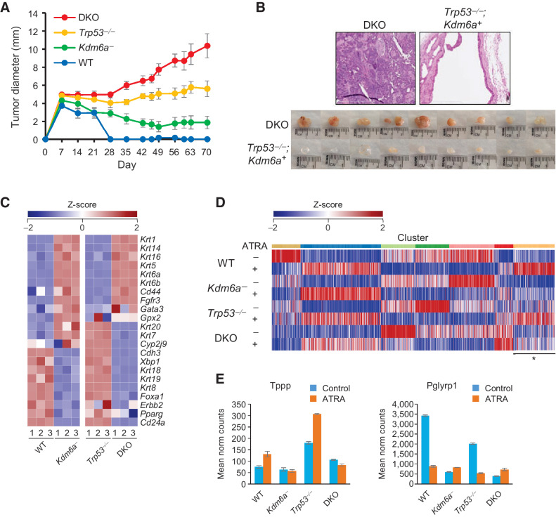 Figure 2. Kdm6a loss alters differentiation and cooperates with Trp53 deletion to confer tumorigenicity in mouse urothelial organoids. A, Effect of Kdm6a and Trp53 deletion on organoid growth as subcutaneous xenografts. DKO denotes combined Kdm6a and Trp53 knockout. B, H&E (top) and gross (bottom) images of Trp53−/− and DKO organoid xenografts. Trp53−/− organoids formed cystic masses, and DKO organoids formed cancers with squamous differentiation. C, Heat map of luminal and basal marker expression according to MDACC classification. D, K-means clustering of retinoic acid–responsive genes in mouse urothelial organoids. Cluster denoted by asterisk shows genes with altered response to 100 nmol/L ATRA in Kdm6a-deficient (Kdm6a and DKO) organoids. E, Examples of two retinoic acid target genes that exhibited an abnormal response to ATRA treatment in Kdm6a-deficient organoids.