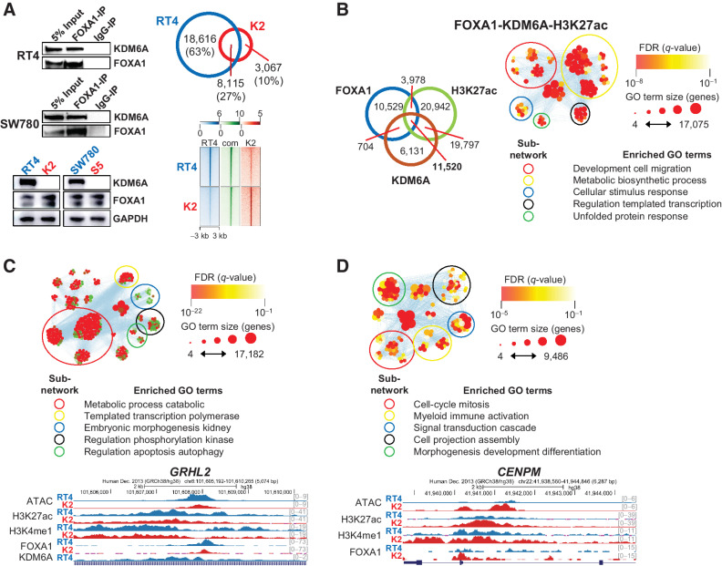 Figure 5. FOXA1 requires KDM6A in luminal subtype cells for the regulation of urothelial identity and homeostasis. A, Coimmunoprecipitation of KDM6A in using FOXA1 as a bait (top left). FOXA1 expression in parental (blue) and KDM6A knockout (red) cells (bottom left). Venn diagram showing shared and private FOXA1 peaks in RT4 parental and K2 knockout cells (top right). Heat map showing FOXA1 ChIP-seq signal at shared and private peaks (bottom right). B, Venn diagram showing KDM6A CUT&RUN, FOXA1 ChIP-seq, and H3K27ac ChIP-seq shared and private peaks in RT4 cells (left). Functional enrichment analysis of enhancer peaks bound by both FOXA1 and KDM6A (right). C, Functional enrichment analysis of FOXA1-bound genes that are upregulated in RT4 cells and genome browser view of the GRHL2 locus. D, Functional enrichment analysis of FOXA1-bound genes that are upregulated in K2 cells and genome browser view of the CENPM locus.