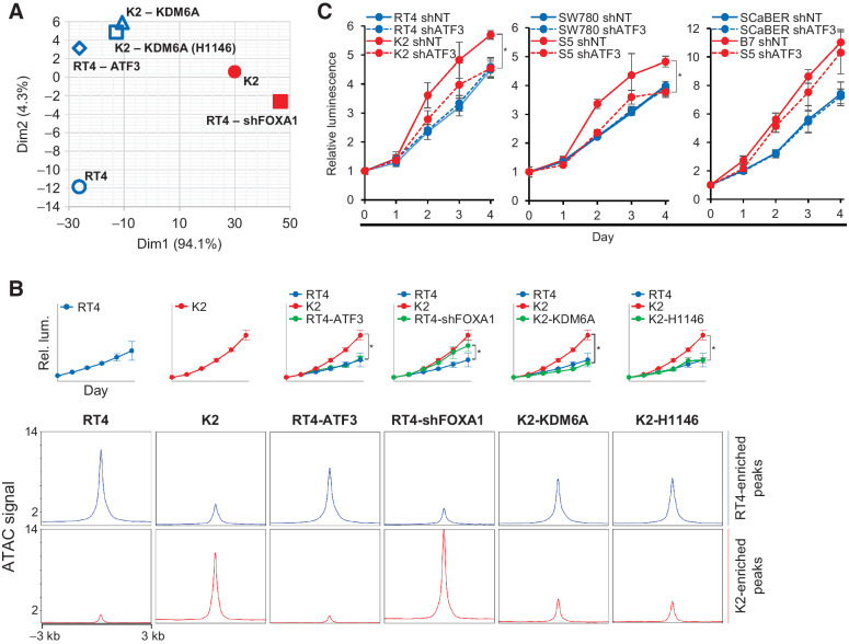 Figure 7. Activation of the ATF3 transcription circuit can be triggered by KDM6A or FOXA1 loss in luminal bladder cancer cells. A, Principal component analysis of ATAC-seq peaks demonstrating relationship among parental and knockout cells that have undergone the following manipulations: RT4-ATF3: RT4 with ATF3 overexpression; RT4-shFOXA1: RT4 with shRNA targeting FOXA1; K2-KDM6A: K2 with KDM6A overexpression; K2-KDM6A (H1146A): K2 with catalytically inactive KDM6A overexpression. B, Cell proliferation (top) and ATAC signal (bottom) at RT4-enriched (blue) and K2-enriched (red) accessible chromatin peaks, *, P < 0.05. Green curve in cell proliferation plots indicates the growth of modified cell lines with RT4 (blue) and K2 (red) curves displayed for comparison. C, ATF3 depletion decreases cell proliferation in luminal subtype KDM6A knockout cells but not in parental cells. Solid lines indicate transduction with nontargeting construct, and dashed lines indicate transduction with ATF3-targeting construct, *, P < 0.05.