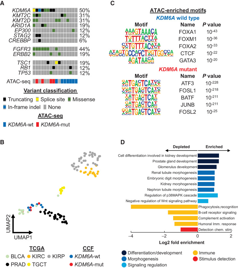 Figure 1. KDM6A mutation alters chromatin accessibility in human bladder cancers. A, Whole-exome sequencing of bladder cancer surgical specimens (n = 16). Seven KDM6A-wt (blue) and 4 KDM6A-mut (red) cases were chosen for ATAC-seq analysis. B, UMAP analysis of Cleveland Clinic bladder cancer specimens (KDM6A-wt in blue and KDM6A-mut in red) and TCGA genitourinary cancer specimens based on ATAC-seq data. C, Enriched motifs in accessible chromatin peaks specific for KDM6A-wt (blue) and KDM6A-mut (red) cancers. D, Functional enrichment analysis of accessible chromatin peaks enriched in KDM6A-wt cancers.