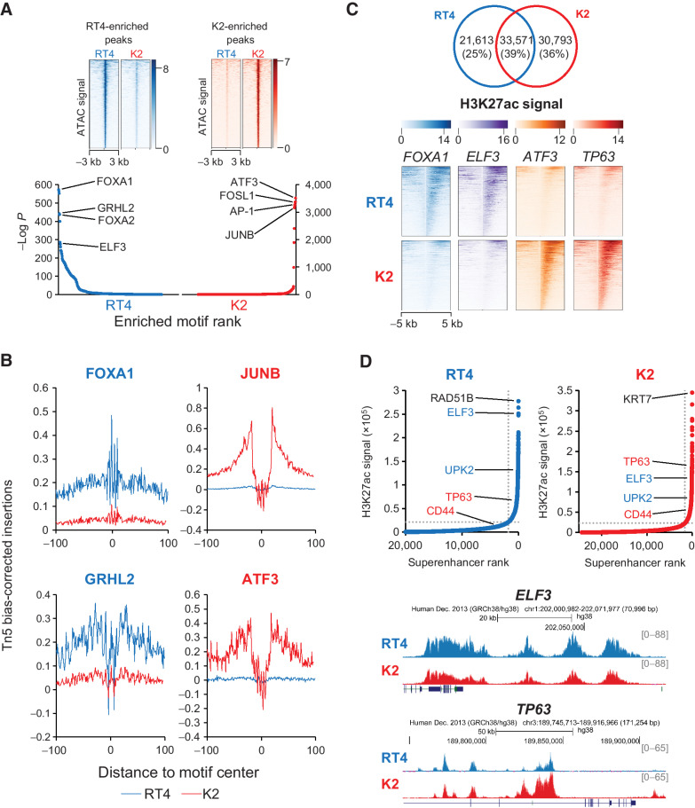 Figure 4. KDM6A deletion alters chromatin accessibility and enhancer usage in bladder cancer cells. A, ATAC signal heat map (top) and motif analysis (bottom) of accessible chromatin peaks enriched in RT4 parental (blue) and K2 knockout (red) cells. B, Footprinting analysis at accessible chromatin peaks containing transcription factor motifs enriched in RT4 parental (blue) and K2 knockout (red) cells. Blue and red lines indicate Tn5 bias-corrected insertions in parental and knockout cells, respectively. C, Venn diagram (top) showing common and private H3K27ac peaks between RT4 and K2, and heat map (bottom) showing H3K27ac signal intensity at differential peaks containing transcription factor motifs for FOXA1, ELF3, ATF3, and TP63. D, Inflection plot (top) of superenhancers identified in parental and knockout cells showing relative changes in luminal (blue) and basal (red) superenhancer rankings. The top-ranked superenhancers are labeled in black. Genome browser views (bottom) of the ELF3 and TP63 superenhancers.