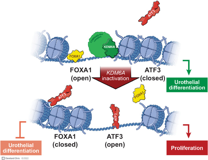 Figure 8. Proposed model of the epigenetic switch that is triggered upon KDM6A loss in luminal subtype bladder cancers.