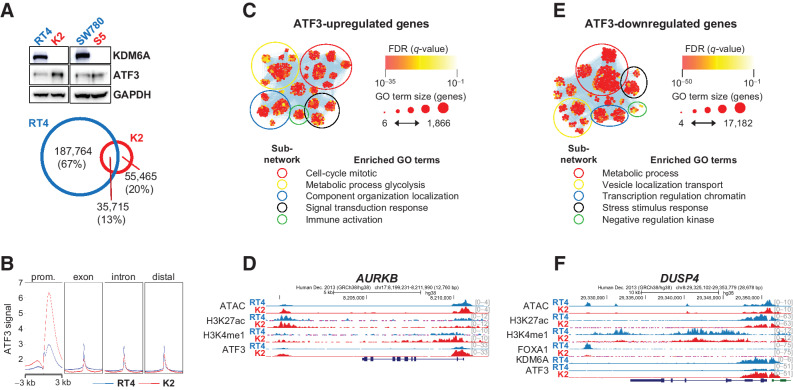 Figure 6. ATF3 transcription circuit activation after KDM6A loss. A, ATF3 expression in parental (blue) and KDM6A knockout (red) cells (top). Venn diagram showing shared and private ATF3 peaks in RT4 parental and K2 knockout cells (bottom). B, ATF3 CUT&RUN signal at annotated genomic contexts. C, Functional enrichment analysis of ATF3-bound genes that are upregulated in knockout cells. D, Genome browser view of AURKB, a cell-cycle gene activated by ATF3 in knockout cells. E, Functional enrichment analysis of ATF3-bound genes that are downregulated in knockout cells. F, Genome browser view of DUSP4, a MAPK pathway regulator that is repressed in knockout cells.