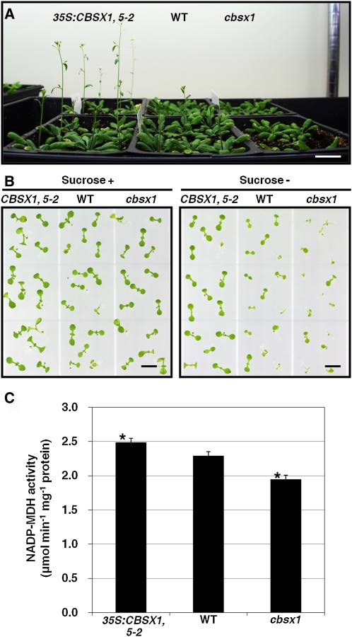 Figure 6.